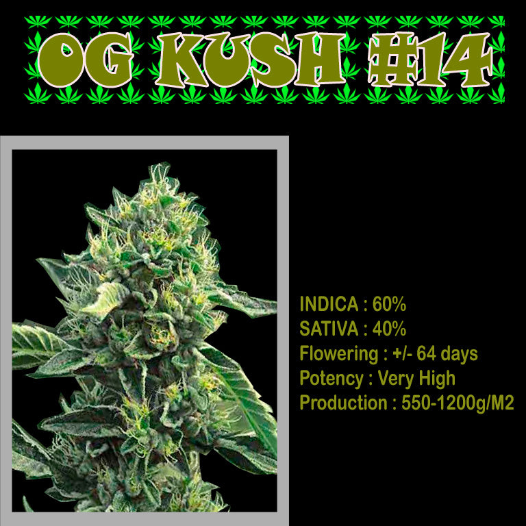 FEMINIZED OG KUSH #14