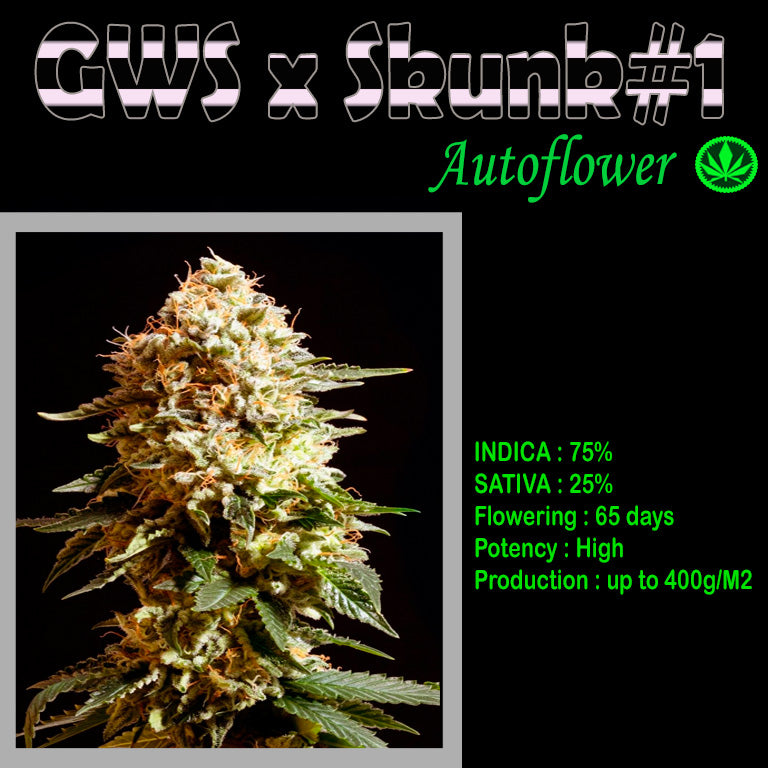 AUTO GWS x SKUNK #1