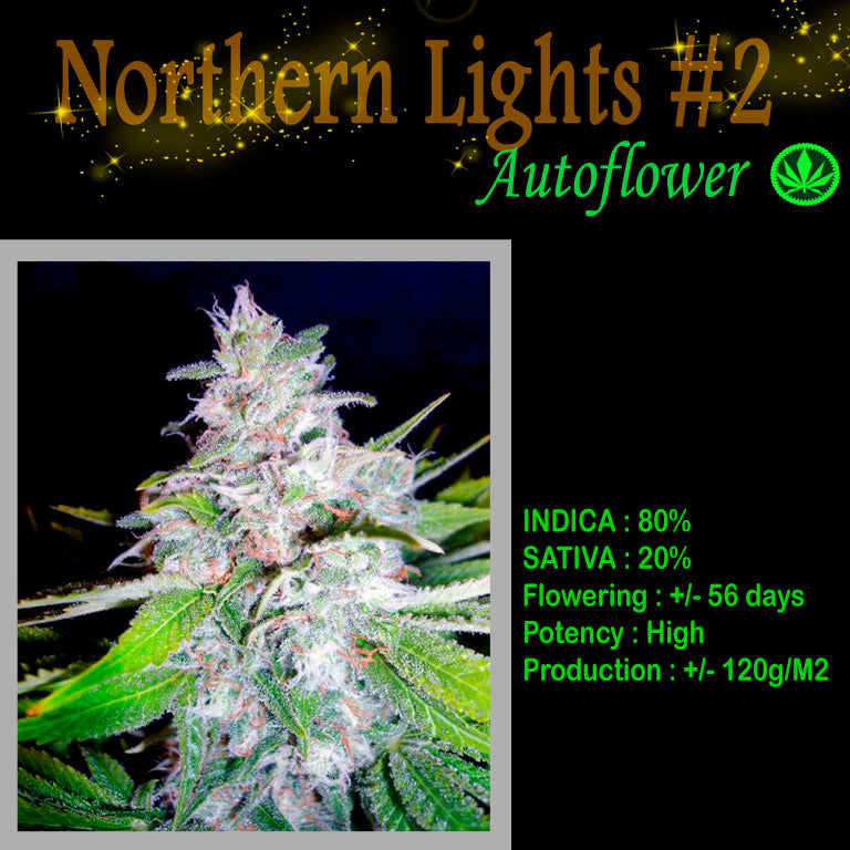 AUTO NORTHERN LIGHTS #2