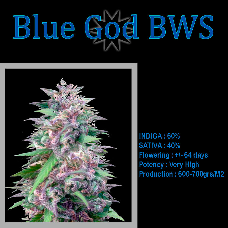 FEMINIZED BLUE GOD BWS