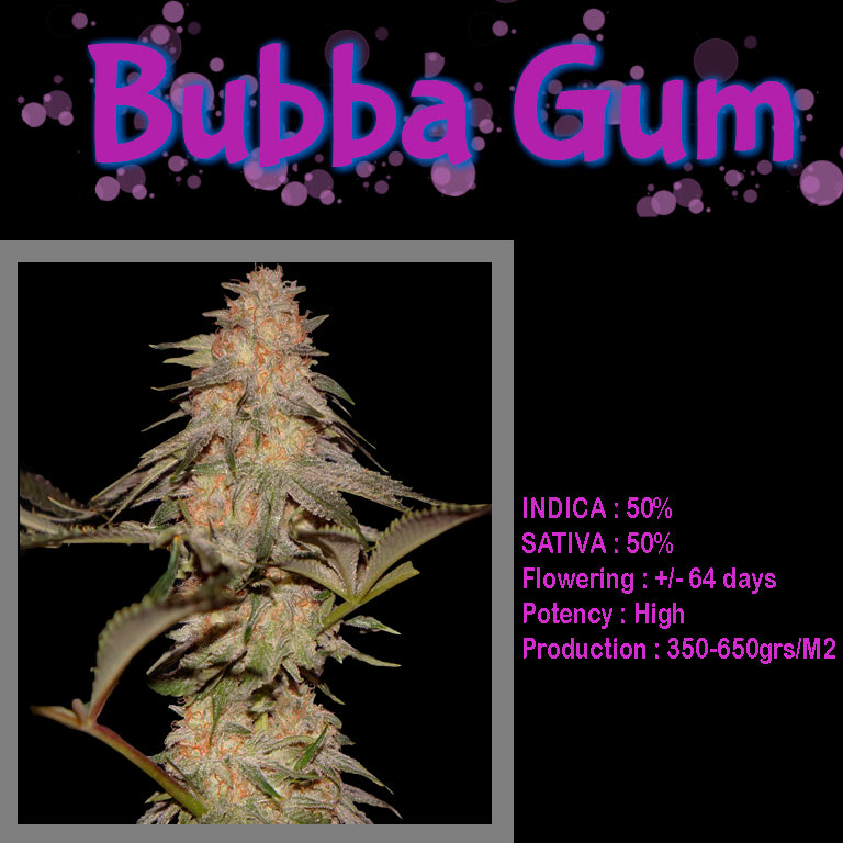 FEMINIZED BUBBA GUM