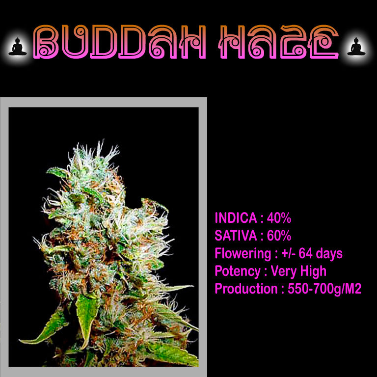 FEMINIZED BUDDAH HAZE