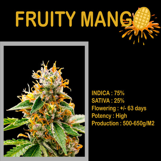 FEMINIZED FRUITY MANGO