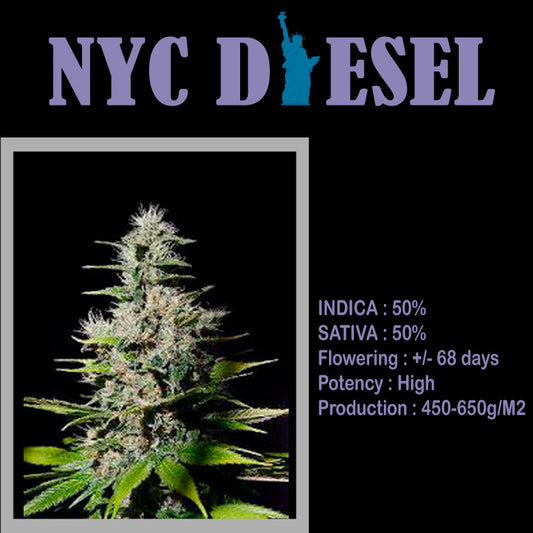 FEMINIZED NYC DIESEL