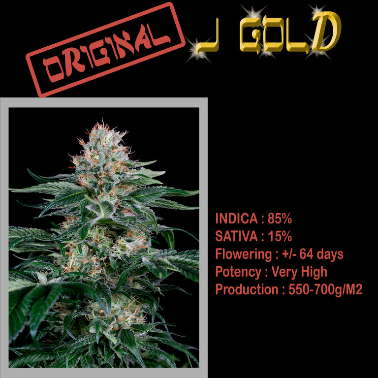 FEMINIZED ORIGINAL J GOLD