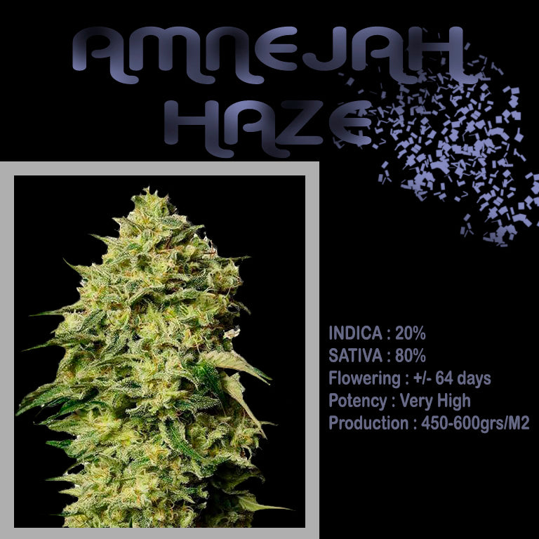 FEMINIZED AMNEJAH HAZE