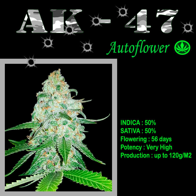 AUTO AK - 47