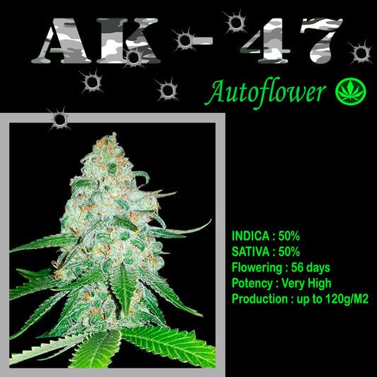 AUTO AK - 47