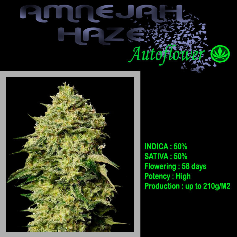 AUTO AMNEJAH HAZE