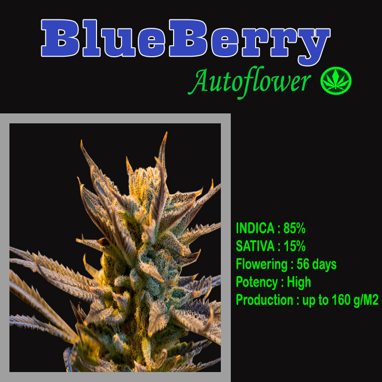 AUTO BLUEBERRY