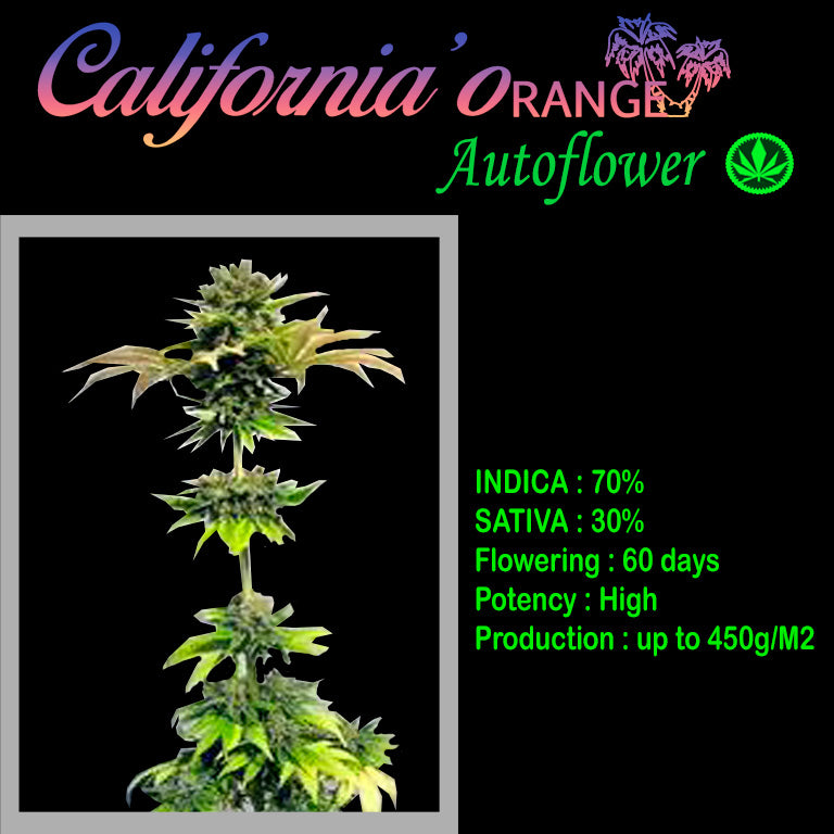 AUTO CALIFORNIA ORANGE 70'S