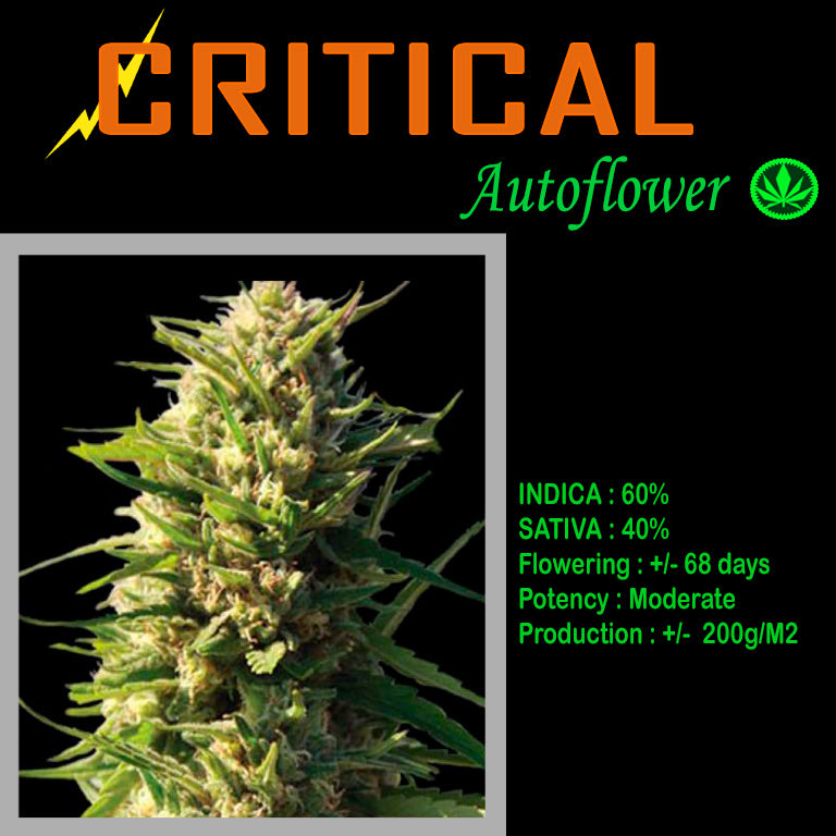 AUTO CRITICAL FLASH