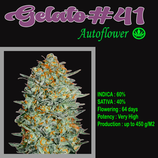 AUTO GELATO #41