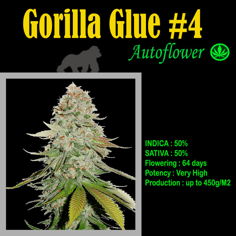 AUTO GORILLA GLUE #4