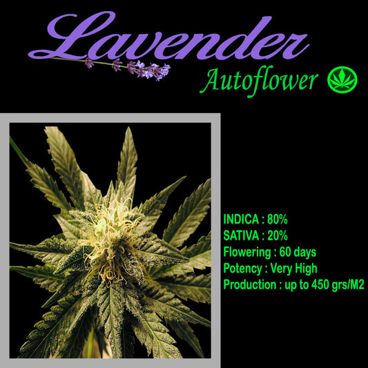 AUTO LAVENDER