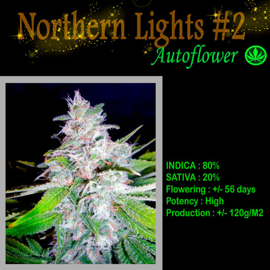 AUTO NORTHERN LIGHTS  #2