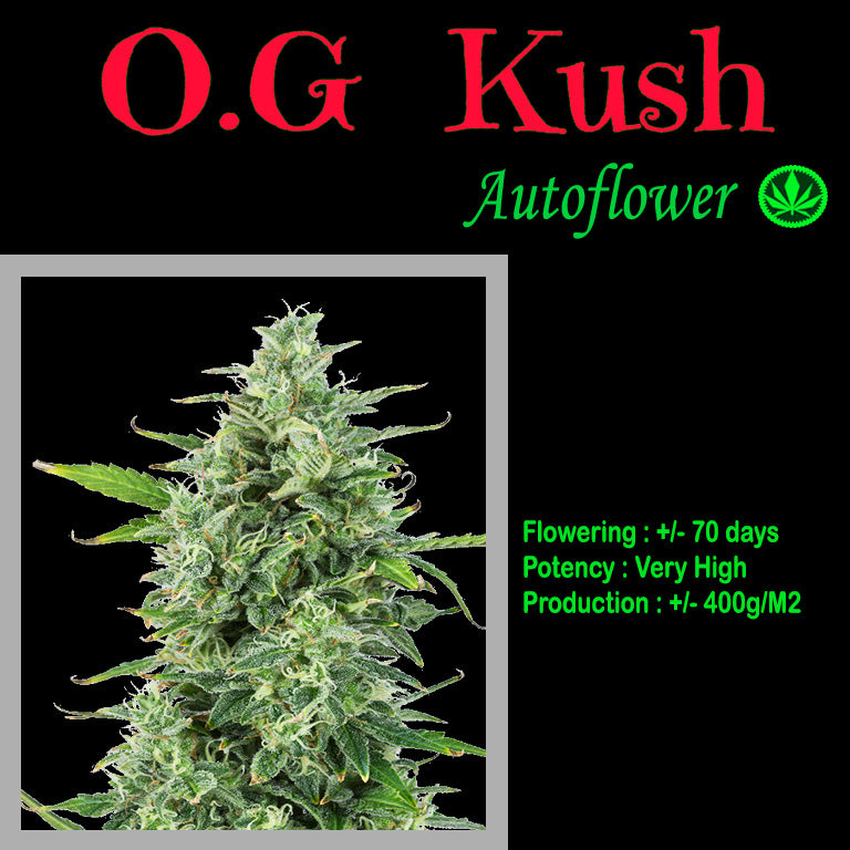 AUTO OG KUSH