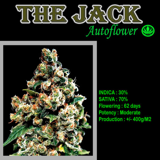 AUTO THE JACK