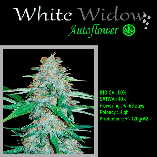 AUTO WHITE WIDOW