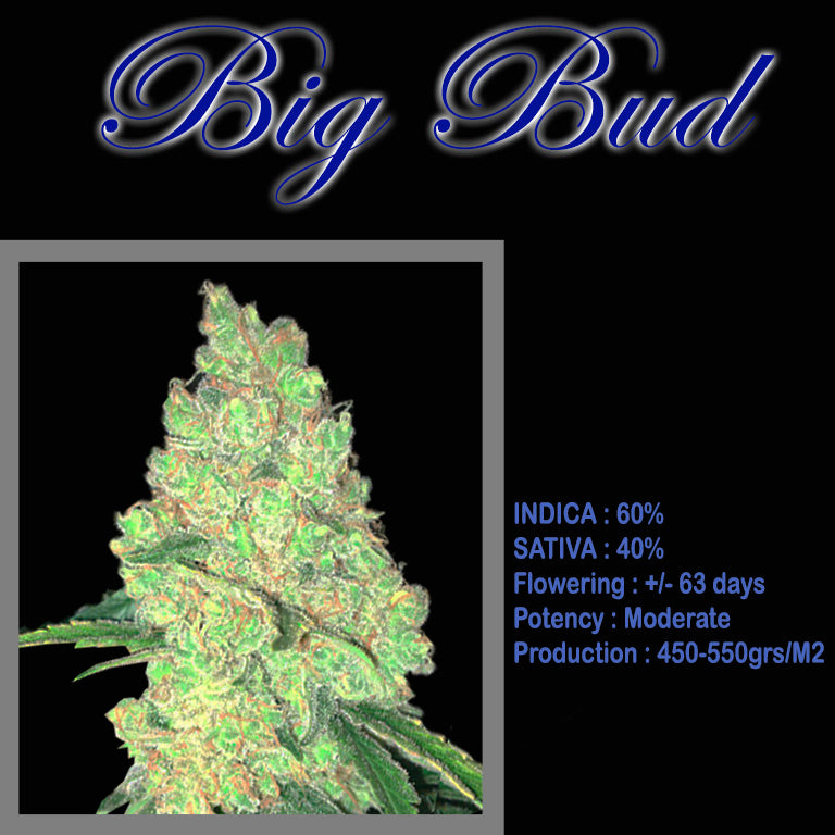 FEMINIZED BIG BUD