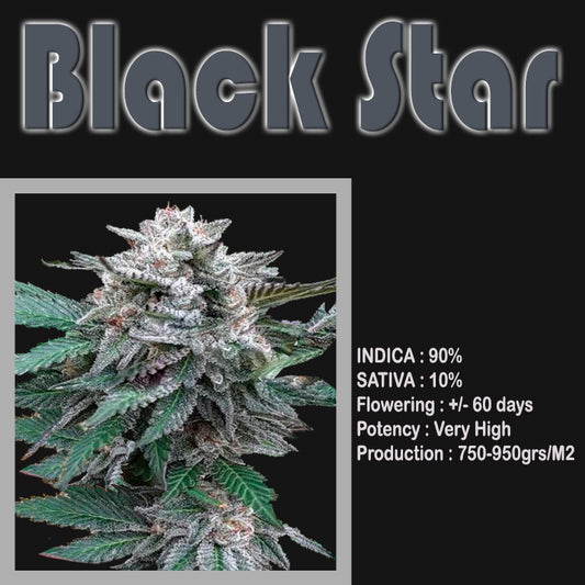 FEMINIZED BLACK STAR