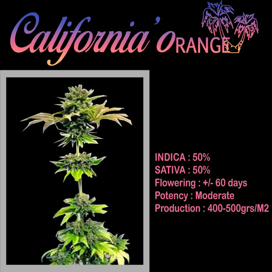 FEMINIZED CALIFORNIA ORANGE