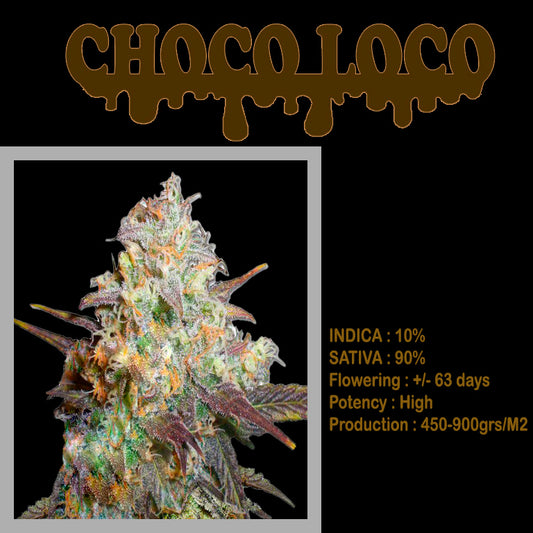 FEMINIZED CHOCO LOCO