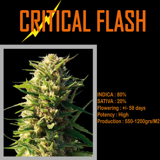 FEMINIZED CRITICAL FLASH