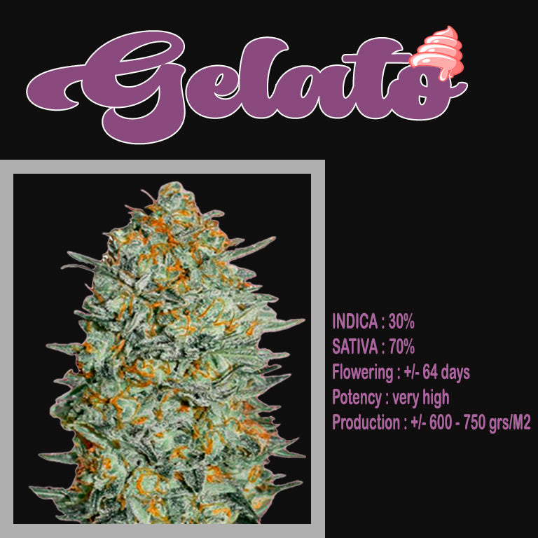 FEMINIZED GELATO