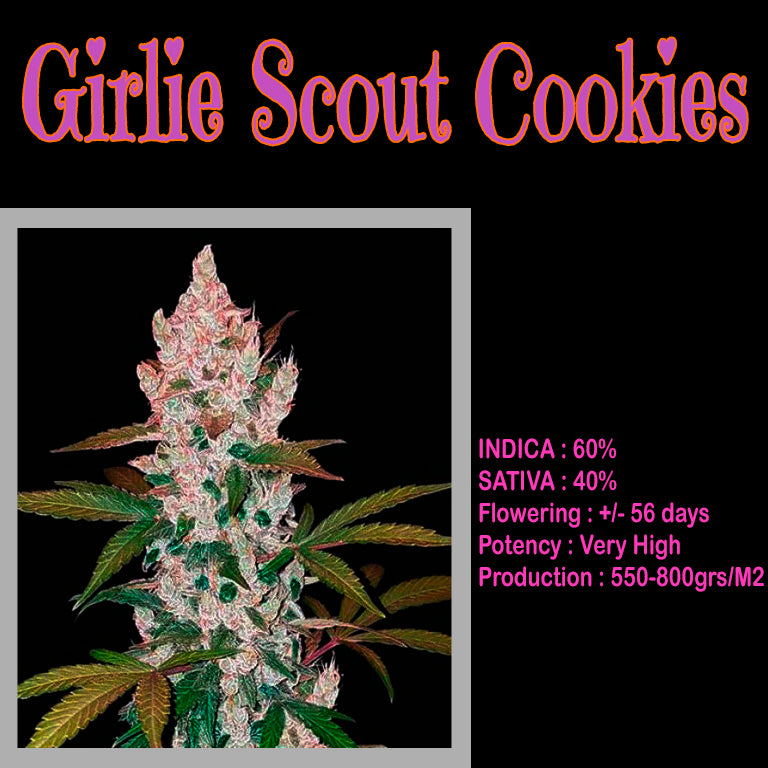 FEMINIZED GIRLS SCOUT COOKIES