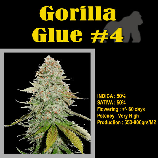 FEMINIZED GORILLA GLUE #4