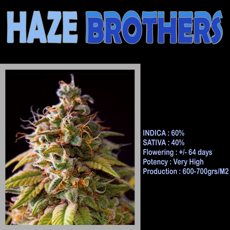 FEMINIZED HAZE BROTHERS