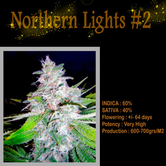 FEMINIZED NORTHERN LIGHTS #2