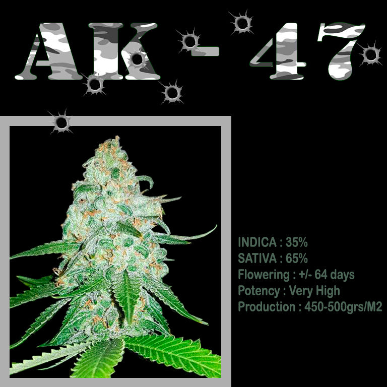 FEMINIZED AK - 47