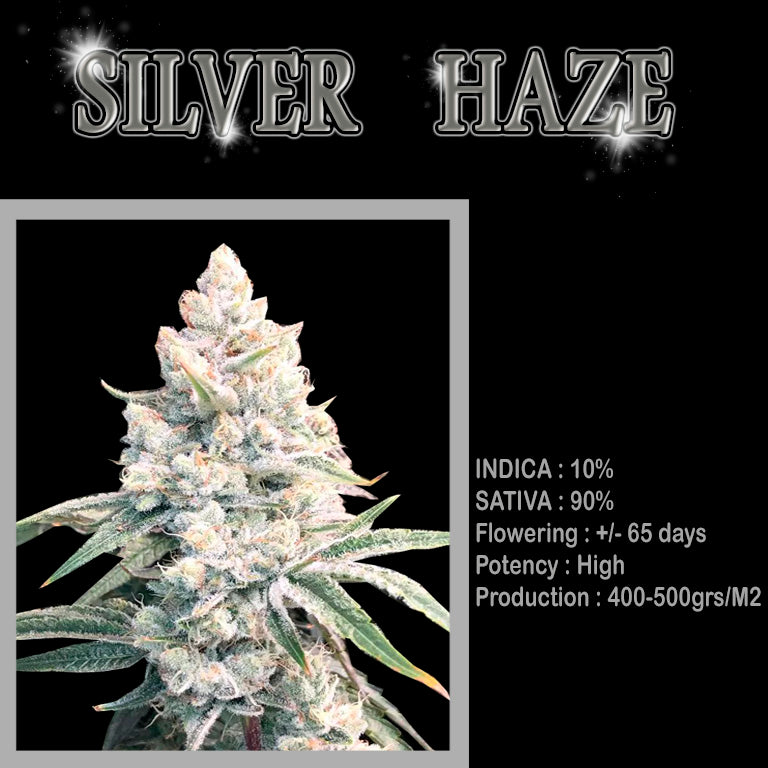 FEMINIZED SILVER HAZE