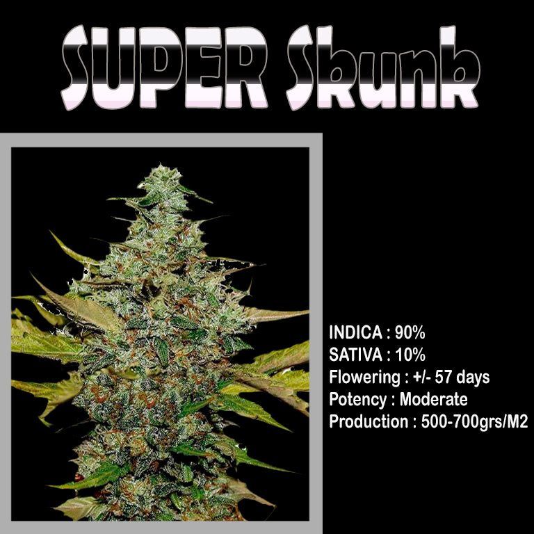 FEMINIZED SUPER SKUNK