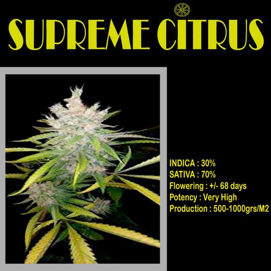 FEMINIZED SUPREME CITRUS