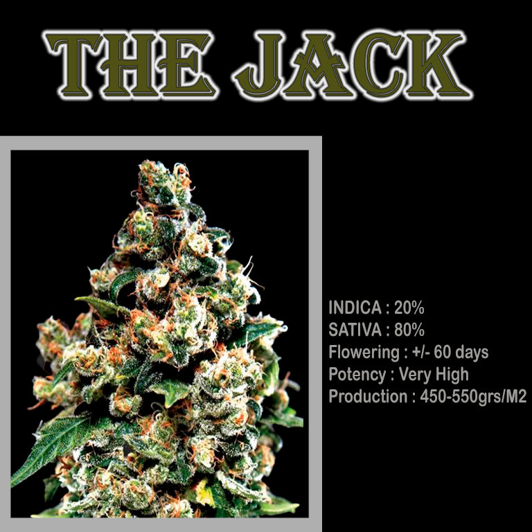 FEMINIZED THE JACK