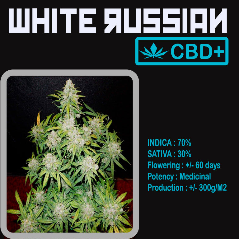 CBD+ WHITE RUSSIAN