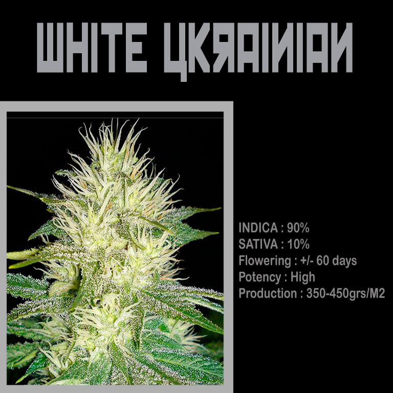 FEMINIZED WHITE UKRAINIAN