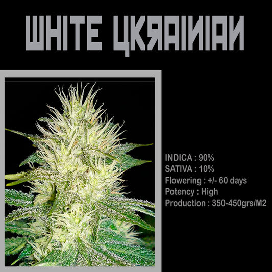 FEMINIZED WHITE UKRAINIAN