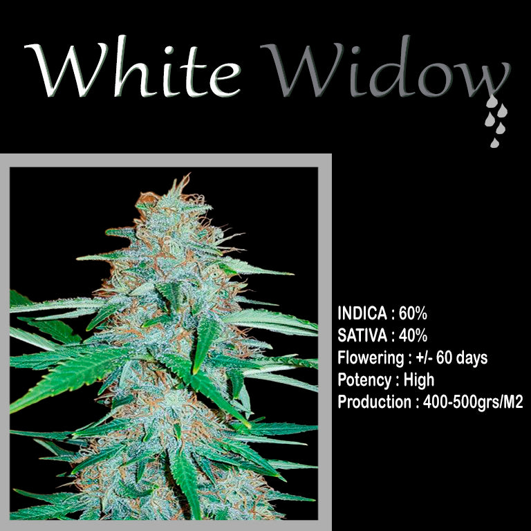 FEMINIZED WHITE WIDOW